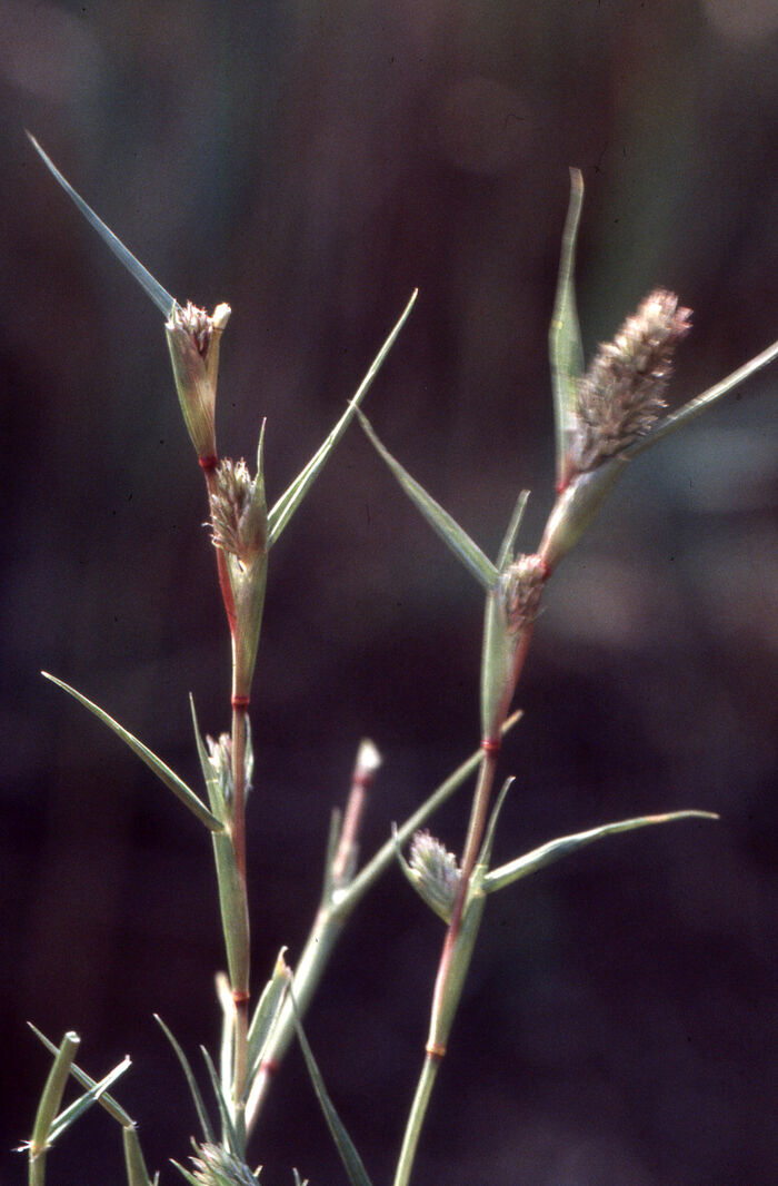 Flore de la Corse