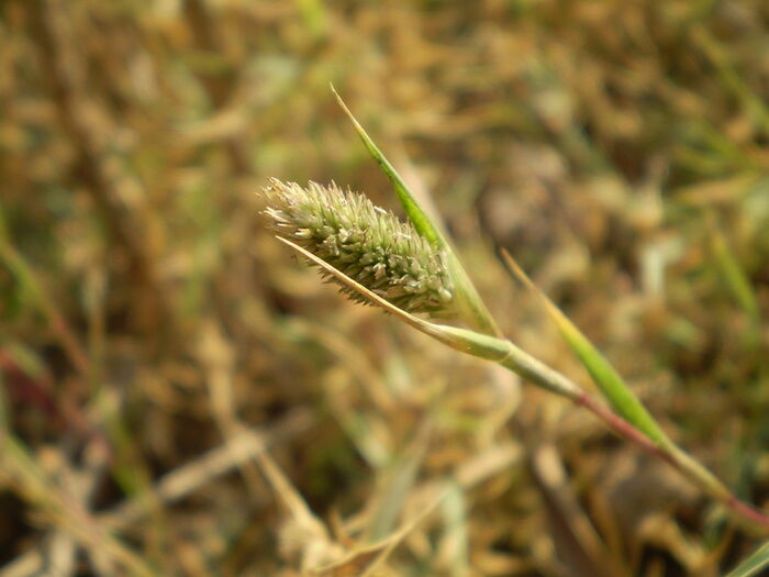 Flore de la Corse