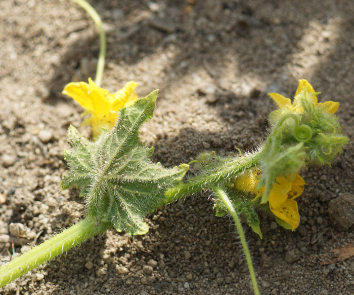 Flore de la Corse