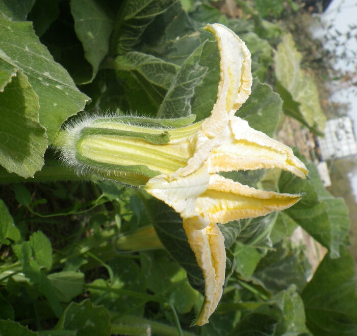 Flore de la Corse