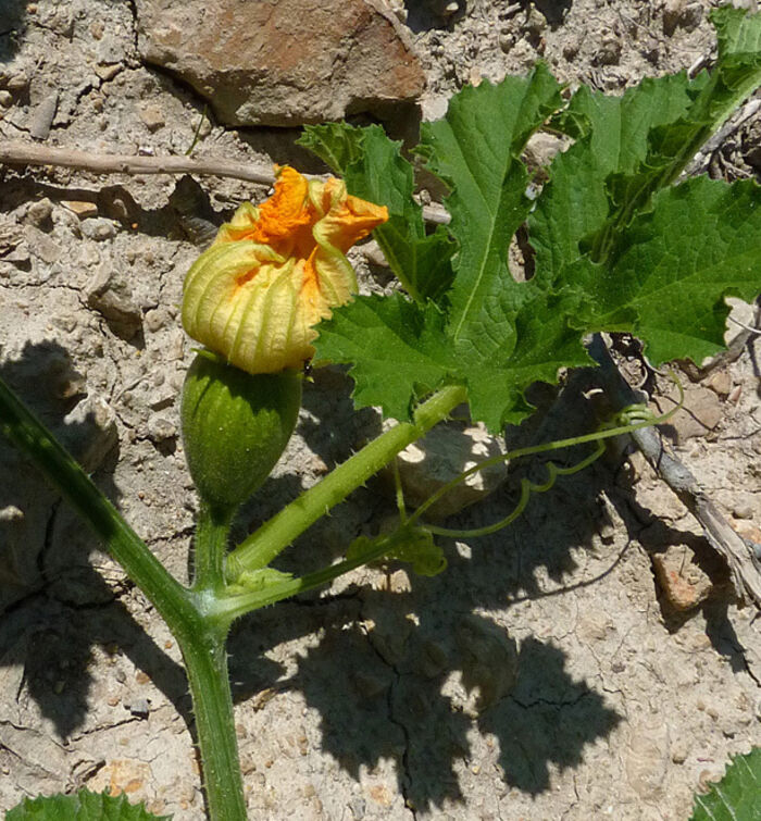 Flore de la Corse