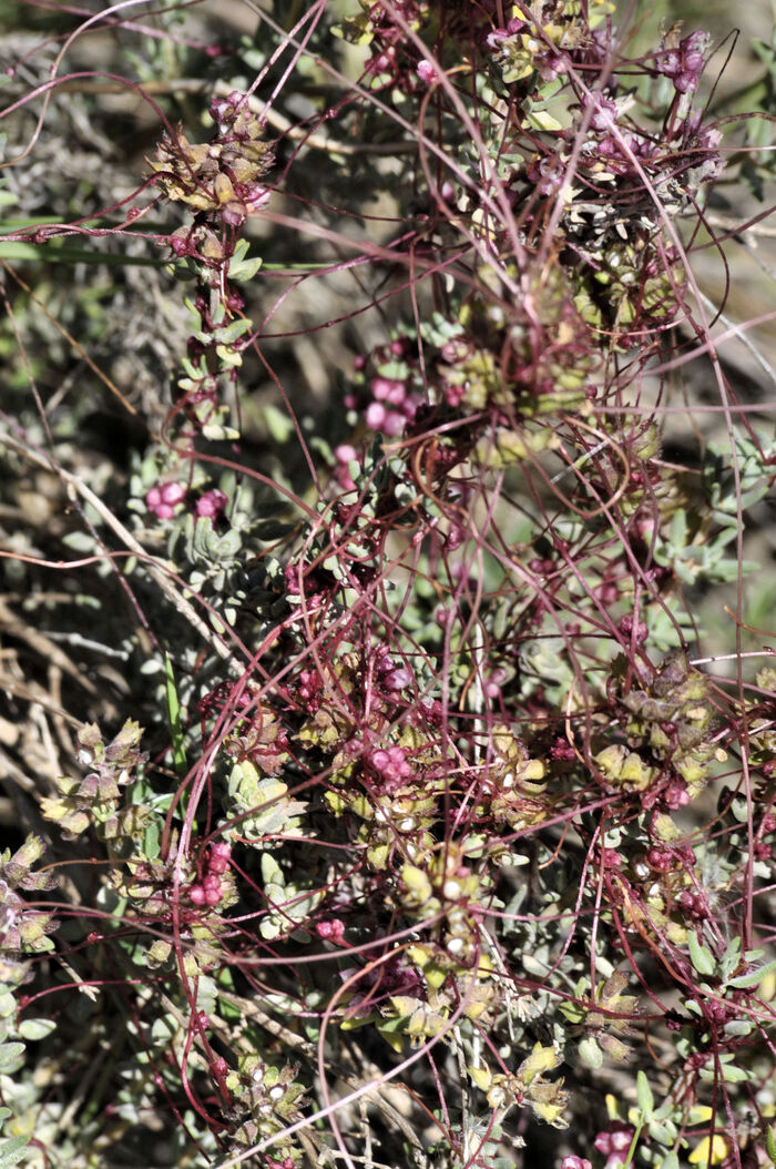 Flore de la Corse