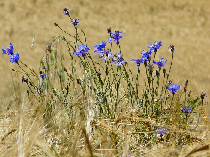 Flore de la Corse