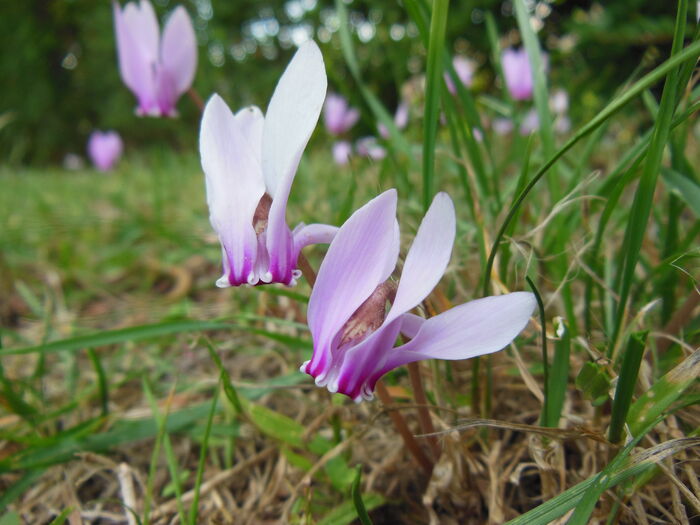 Flore de la Corse