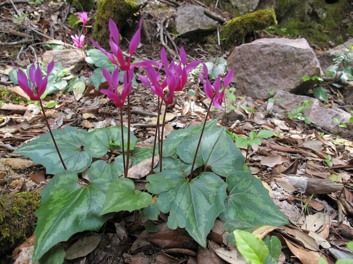 Flore de la Corse