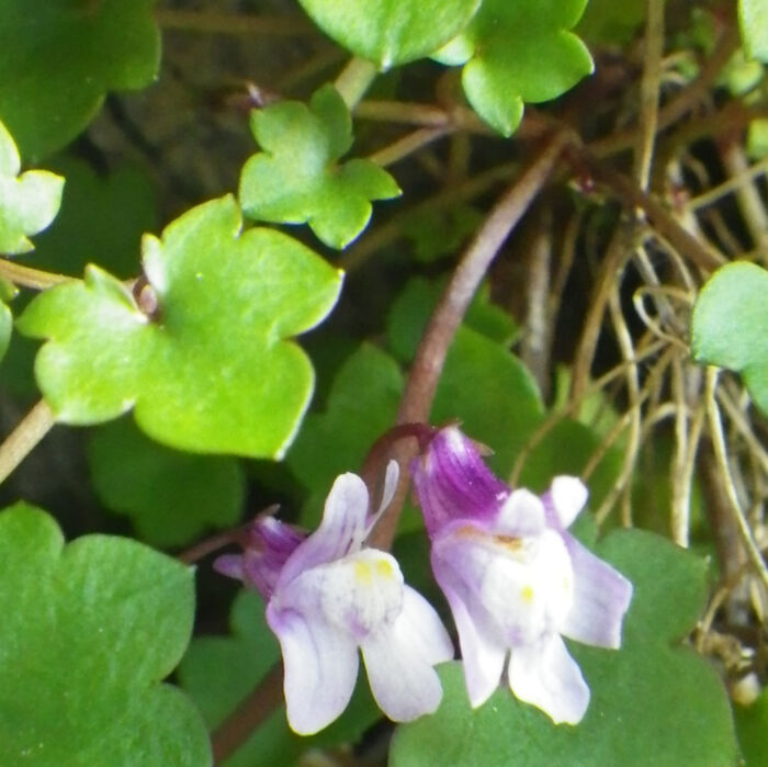 Flore de la Corse