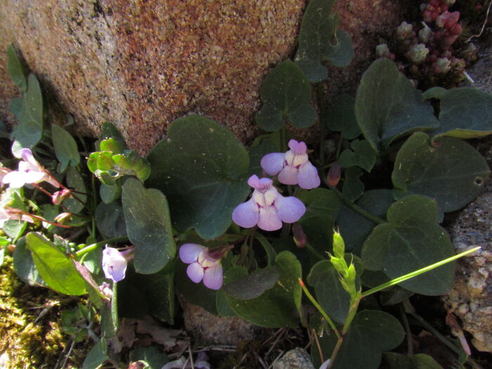 Flore de la Corse