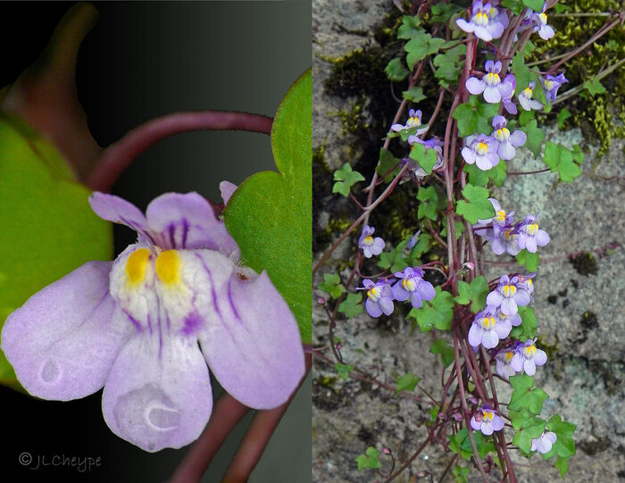 Flore de la Corse