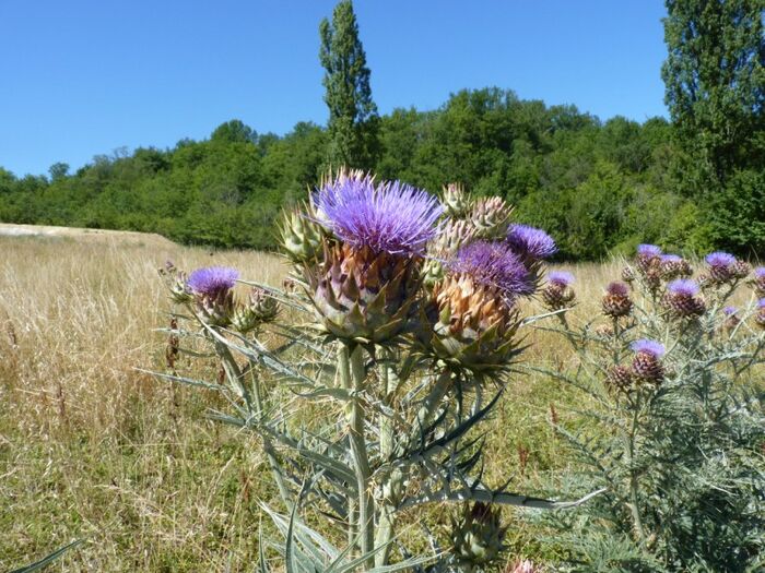 Flore de la Corse