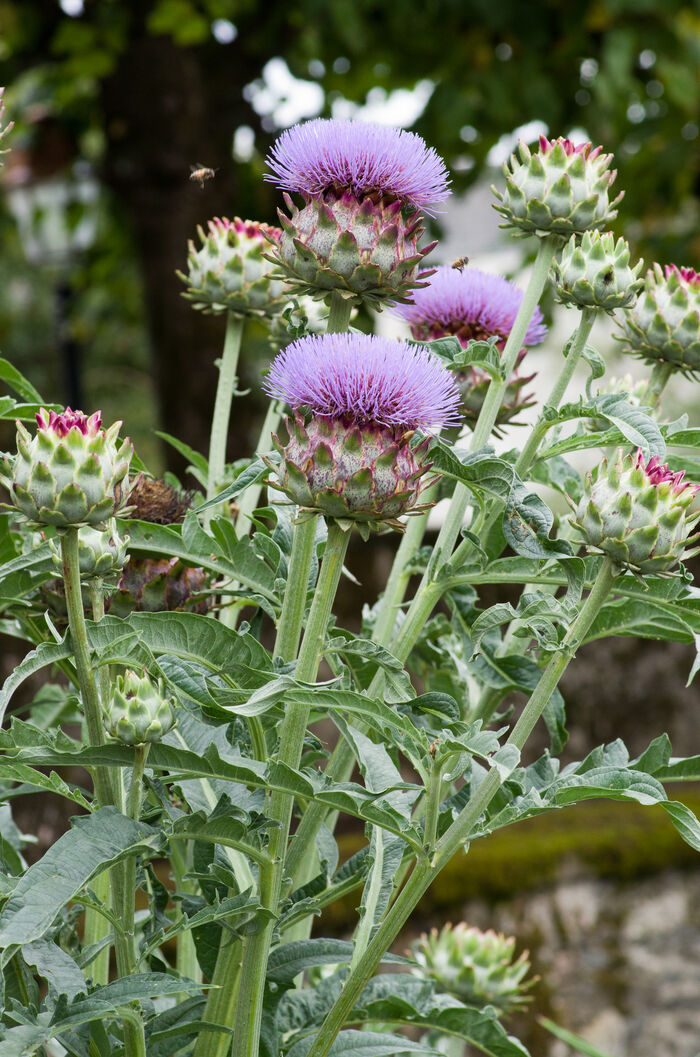 Flore de la Corse