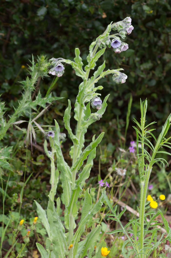 Flore de la Corse