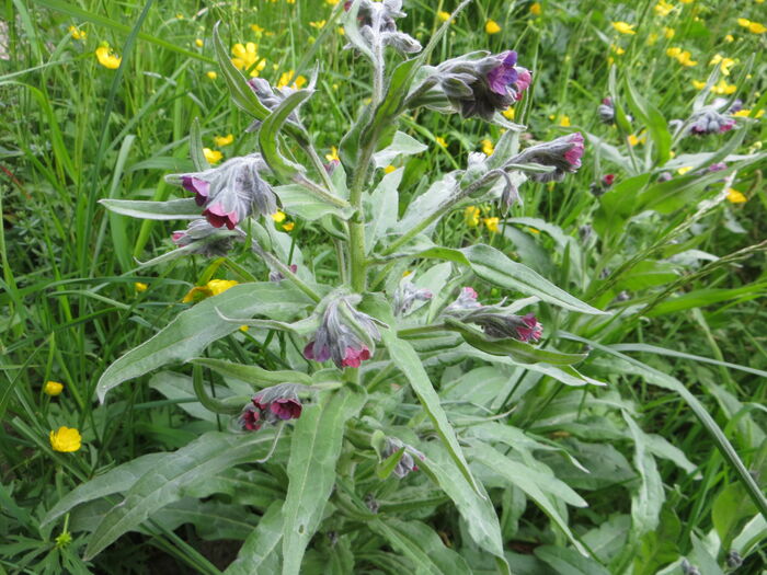 Flore de la Corse