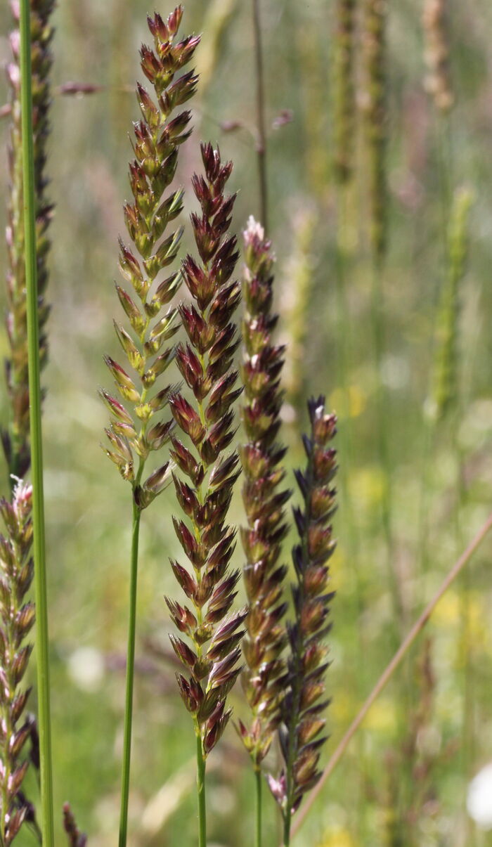 Flore de la Corse