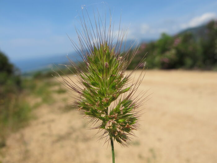 Flore de la Corse