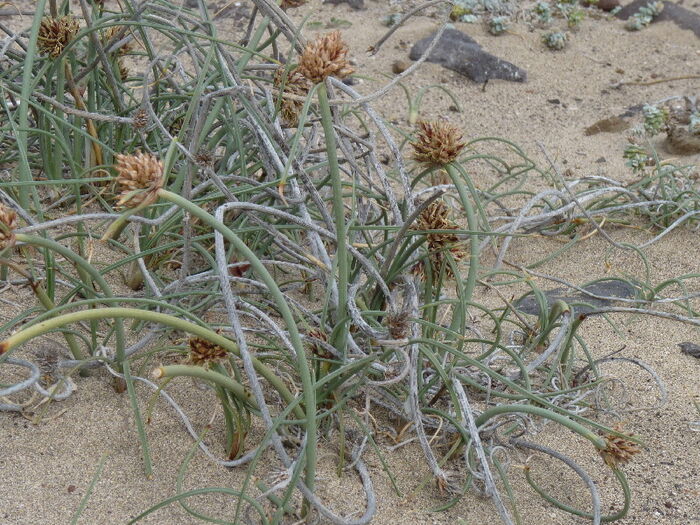 Flore de la Corse