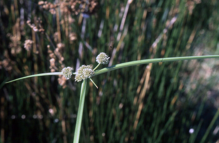 Flore de la Corse