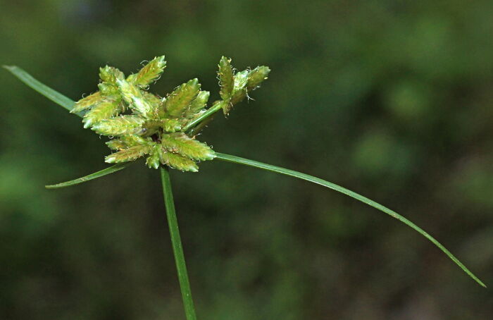 Flore de la Corse