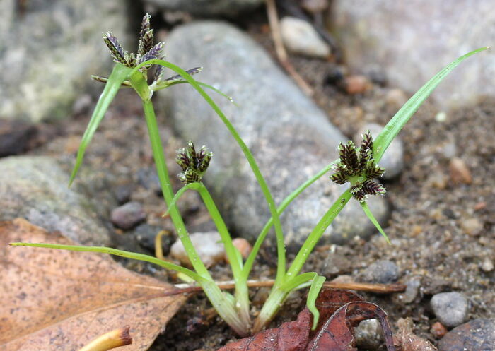 Flore de la Corse