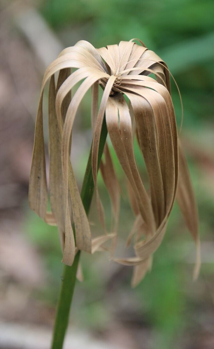 Flore de la Corse