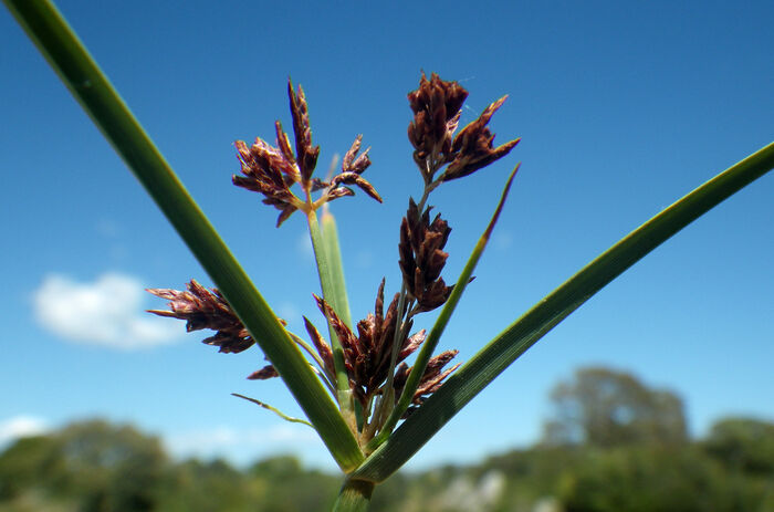 Flore de la Corse