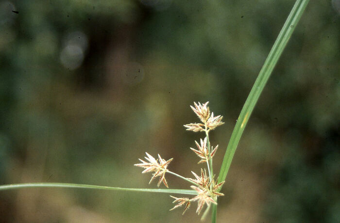 Flore de la Corse