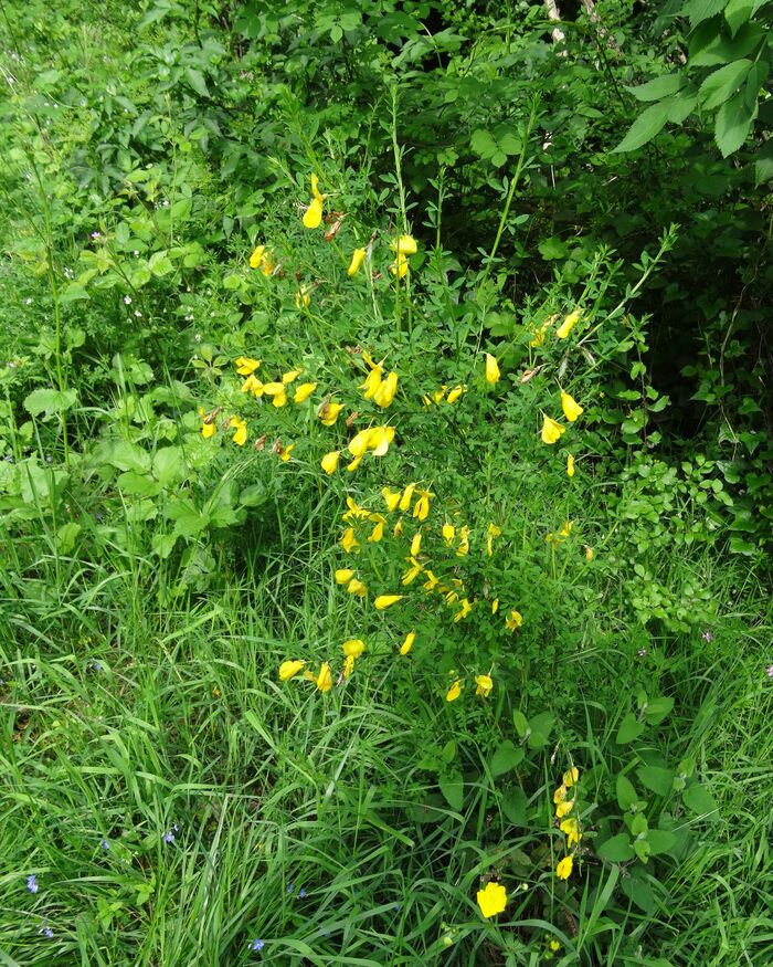 Flore de la Corse