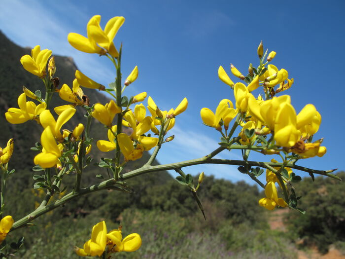 Flore de la Corse