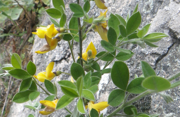 Flore de la Corse