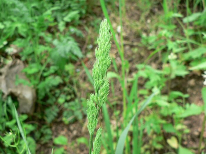 Flore de la Corse