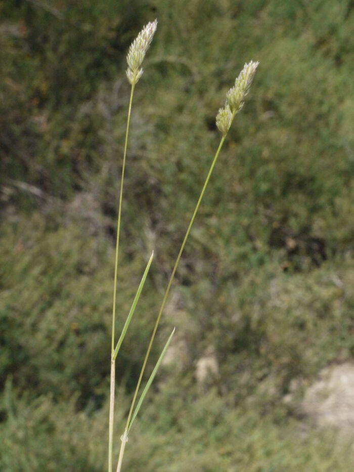 Flore de la Corse