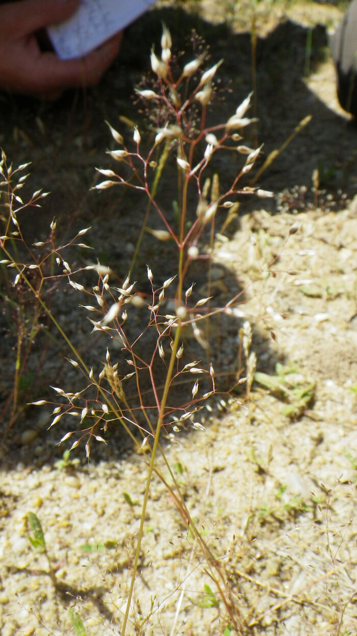 Flore de la Corse