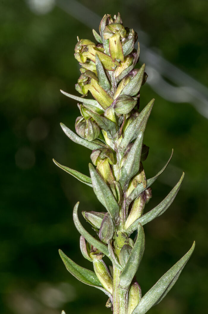 Flore de la Corse