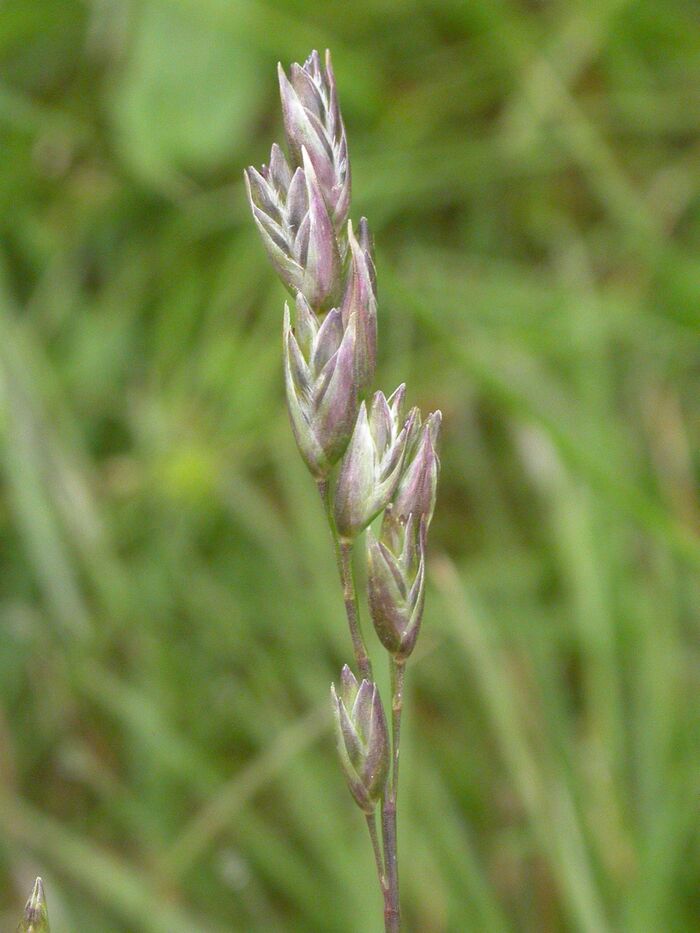 Flore de la Corse