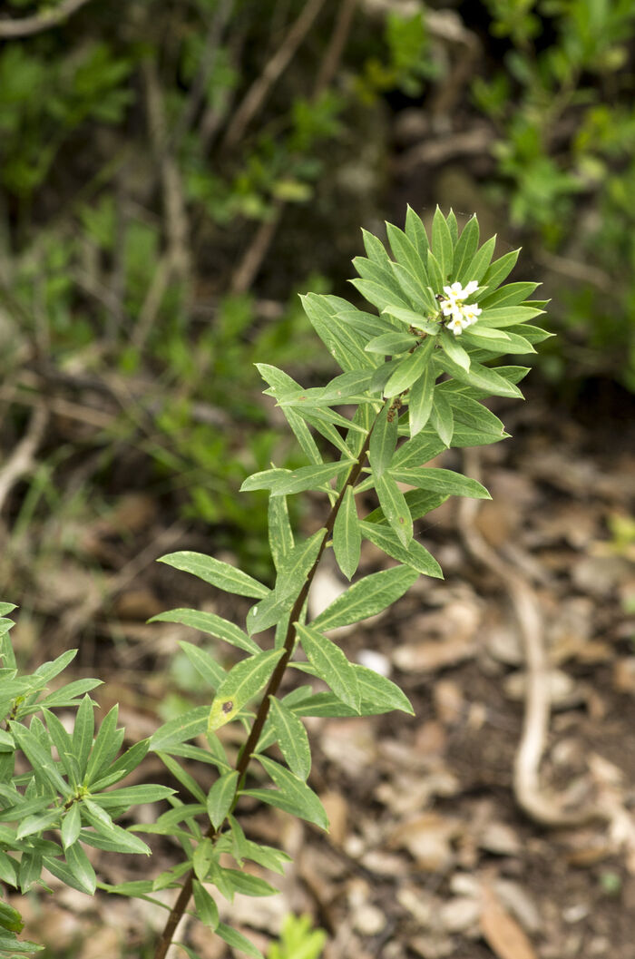 Flore de la Corse