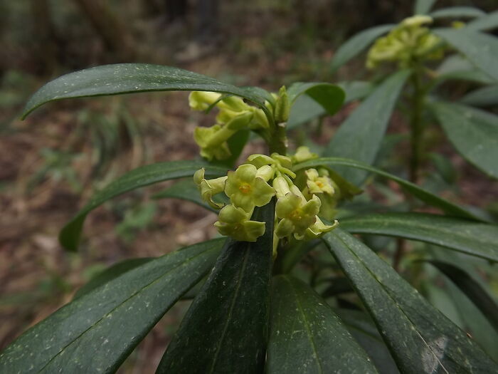 Flore de la Corse