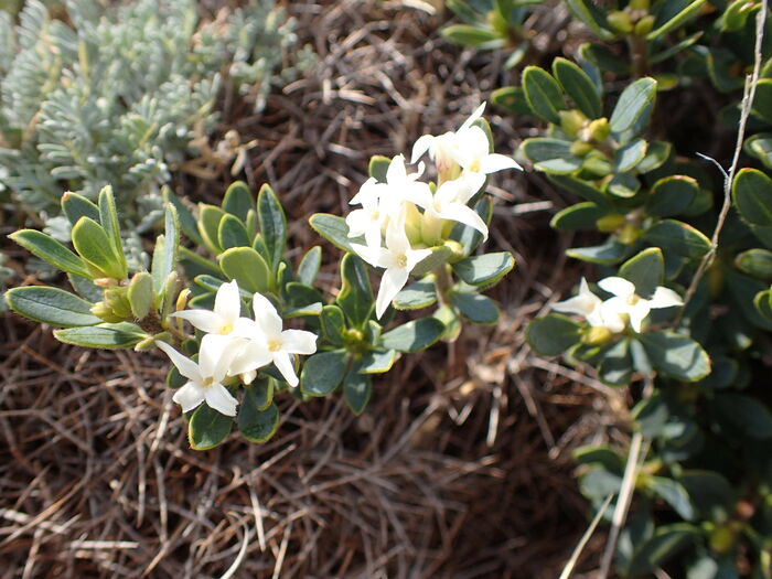 Flore de la Corse