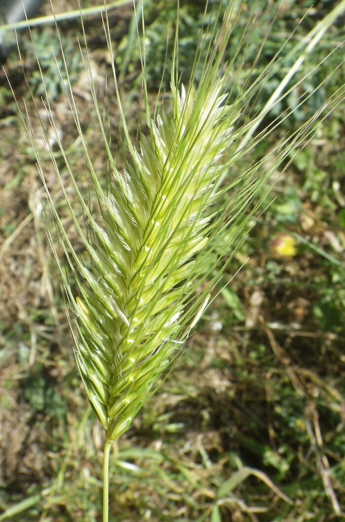 Flore de la Corse