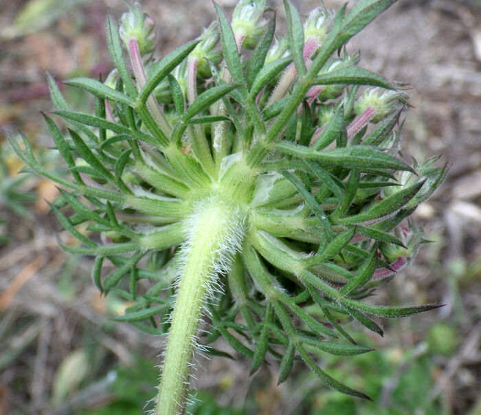 Flore de la Corse