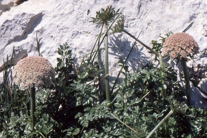 Flore de la Corse