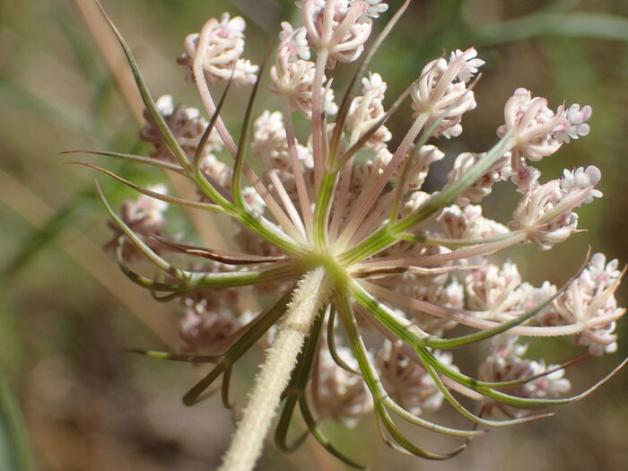 Flore de la Corse