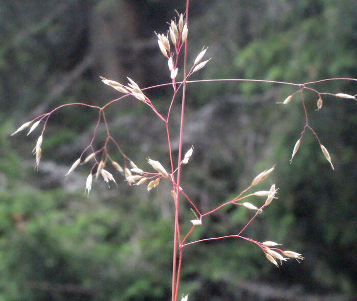 Flore de la Corse