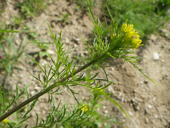 Flore de la Corse