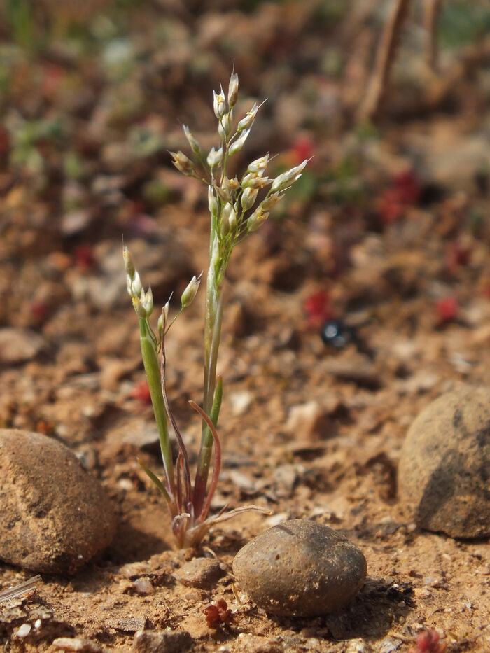 Flore de la Corse