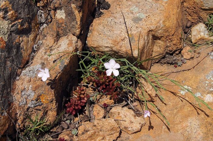 Flore de la Corse