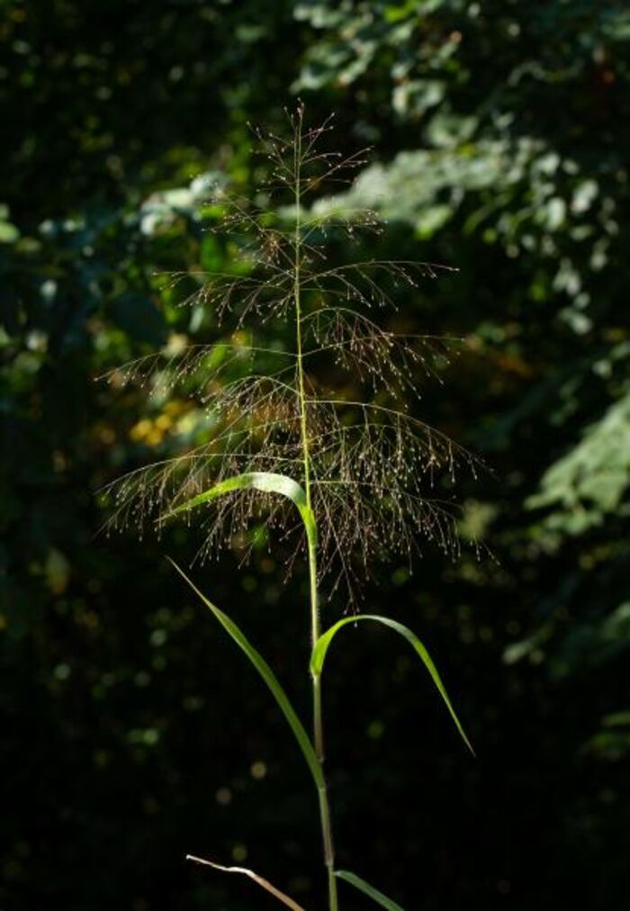 Flore de la Corse