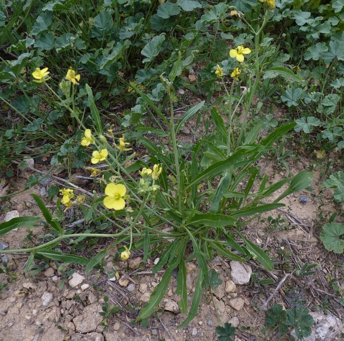 Flore de la Corse