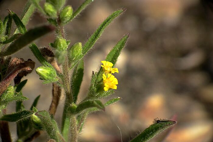 Flore de la Corse