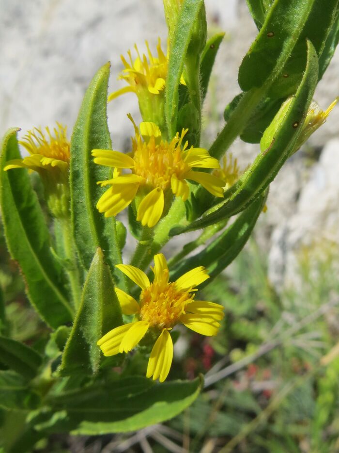 Flore de la Corse