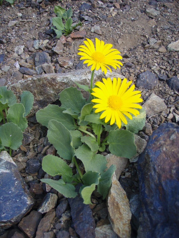 Flore de la Corse