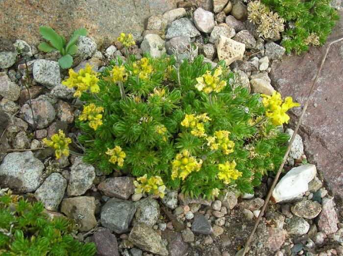 Flore de la Corse